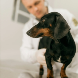 image de chien chez le v&eacute;t&eacute;rinaire